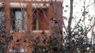 Pestvogels in Barendrecht