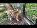 Indy Tiger Cub || The Wildcat Sanctuary