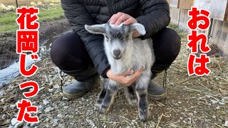 フルネームがある子ヤギ「花岡じった」2022年3月20日 Goat Farm 手作りヤギ牧場