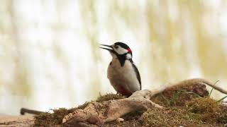 Great Spotted Woodpecker - sound call