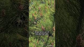 #숲해설#소나무의 번식#과학적 타가수분(breeding of pine trees)