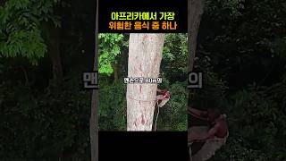 아프리카에서 가장 위험한 음식 중 하나