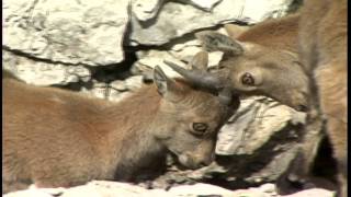 Fauna Alpina e Prealpina in Friuli