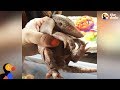 Feisty Armadillo Is So Lucky This Woman Saved His Life | The Dodo