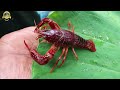 crayfish കളുടെ അത്ഭുതലോകം crayfish egg crayfish breeding crayfish malayalam crsyfish tank