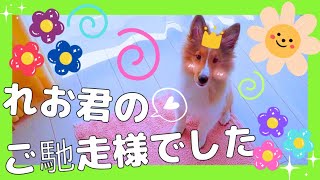 🌼食後のルーティン『美味しかったの舞』そして♪お片付け🐶シェルティれお💗