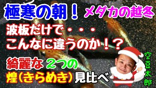 メダカの越冬　極寒の朝　波板だけでこんなに違うのか？！　綺麗な煌(きらめき)２種の見比べ