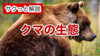 クマの生態【サクっと解説】