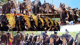 ഉത്രാളികാവ് പൂരം കുമരനെല്ലൂർ ദേശം ഗജനിര | Uthralikavu Pooram 2024 | Uthralikavu Pooram