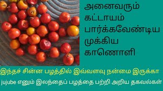 இலந்தைப் பழத்தின் மருத்துவ குணங்கள்/jujube எனும் இலந்தைப் பழத்தை பற்றி அறிய தகவல்கள்