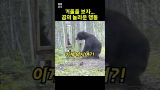 곰이 거울을 보자… 녀석의 반응은?