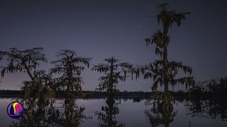 Country Night, Bayou, Swamp Increasing REVERB | Dream Enhancer | Deep Sleep | 10 Hours