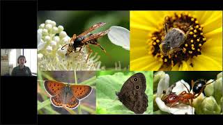 The Importance of Prairie Pollination