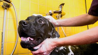 Black Lab only Bathing 🧼🚿