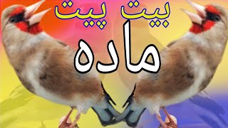 (پیت پیتک) صدای سایره برای مستی| Gold finch song voice that makes the sounds of a strong gold finch