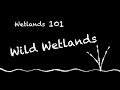 Wetlands 101: Wild Wetlands