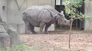 まるで恐竜！？超巨大インドサイ（名古屋・東山動物園）