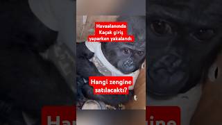 Goril yavrusu Nijerya'dan geldi İstanbul'da yakalandı hangi zenginin oyuncağı olacaktı?