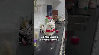 众所周知猫是液体动物 #猫咪日常