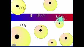 L42 RespiratoryPart2