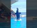 Lift her high! killer whales show #orca #鴨川シーワールドシャチショー #killerwhales