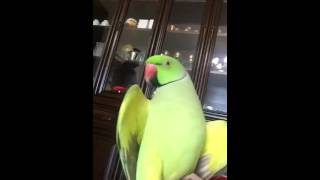 Malayalam speaking parrot Sonu