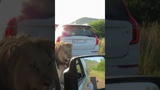 Majestic Male Lion Struts Across Busy Road #wildlife #shorts #nature