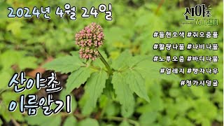 산야초 이름알기 20240424 #산야초하이랜더