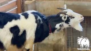 首の運動です。ゆっくりのばして回しましょう　2024年2月12日 手作りヤギ牧場 goat farm 吉がけ牧場