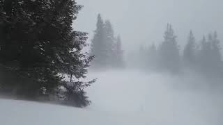 Снежная Буря в лесу. Звуки метели и воющий ветер для отдыха. Зимняя атмосфера для сна.