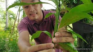 Agricultural Crops Production NC II: Asexual Propagation (Grafting)