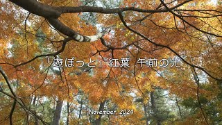 2024「 遊ぽっと・紅葉  vol.2  午前の光 」｜紅葉｜遊ぽっと｜いこいの森｜遊佐町｜山形県