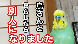 鳥と暮らすと部屋は糞や羽などで汚くなりますが、むしろ前より綺麗です！