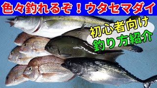 秋のウタセマダイは魚種が多彩で初心者にもオススメ！【釣り方のキホン教えます】