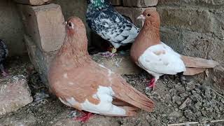 rangdar kaboter #pigeon #kabootar #birds #fancykabootar