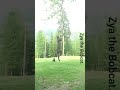 compilation of zya the bobcat jumping..