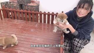 断奶3天的小柴犬，疯狂着追着狗妈只为吃一口奶，结果却好温馨