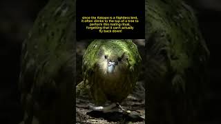 FUNNY FACT ABOUT BIRD (KAKAPO)