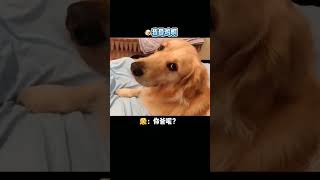 【金不拉毛抱抱】有個愛吃醋的狗子是怎樣的體驗？？#vlog日常 #vlog萌寵日常 #萌寵 #金毛 #shorts