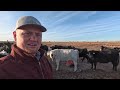 turning big charolais bulls out on my fall cows