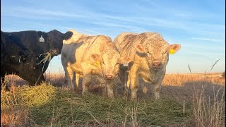 Turning Big Charolais Bulls out on my Fall Cows