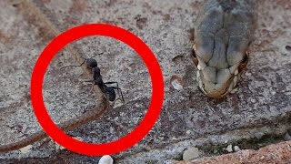 Ant vs Wild Snake - That Ant Has a Pair!