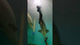 Underwater Aquarium இவ்வளவு பெரிய Fish l சென்னை தீவுத்திடலில் பொருட்காட்சி #short 🔥🔥🔥