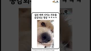 실외배변 시키는 견주들 공감되는 영상 ㅋㅋㅋㅋ #동물 #강아지 #고양이