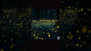 மின்மினிப் பூச்சி ஏன் மின்னுகிறது? #science #fireflies #nature #shorts