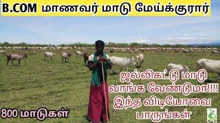 கிடை மாடு  வளர்ப்பும்  \u0026 விற்பனையும்( மைக்குடி)