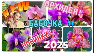 КАКИЕ НОВЫЕ СОРТА #орхидеи ждут нас в 2025 году? 🤗НОВЫЕ #orchids от Miki Orchid, Profar в #коллекции