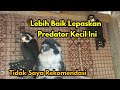 Burung Alap-alap Capung Ini Saya Lepas Liarkan, Tidak Untuk Dipelihara Burung Predator Kecil