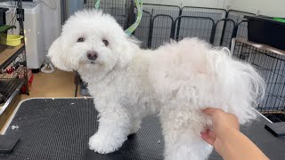 【2歳3ヶ月】マルプーのもちまるちゃんをシャンプーカット！ #toypoodle #maltese #トイプードル #マルチーズ #マルプー