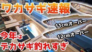 【ワカサギ】デカァァいッ‼︎￼ワカサギが釣れる幻の湖【相模湖】